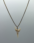12ct Wire-wrapped Mako Shark Tooth Pendant