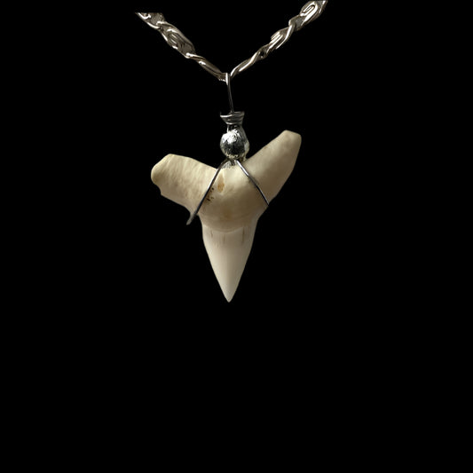 Shark Tooth Pendant